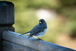 Photos Junco Ardoisé